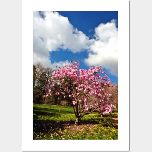 Magnolia Tree Batsford Arboretum Cotswolds UK Posters and Art